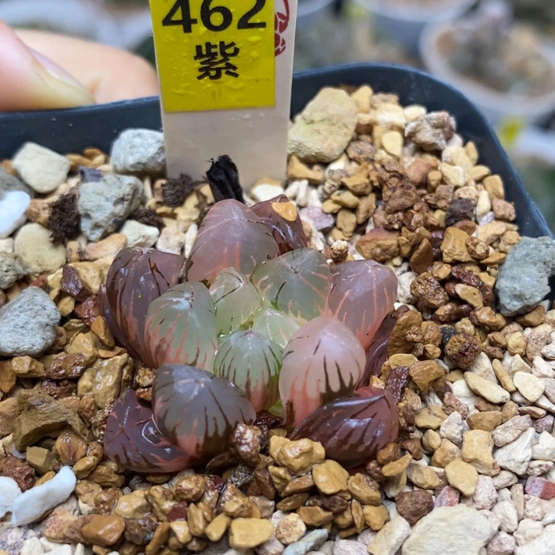 462老川玉露多肉植物