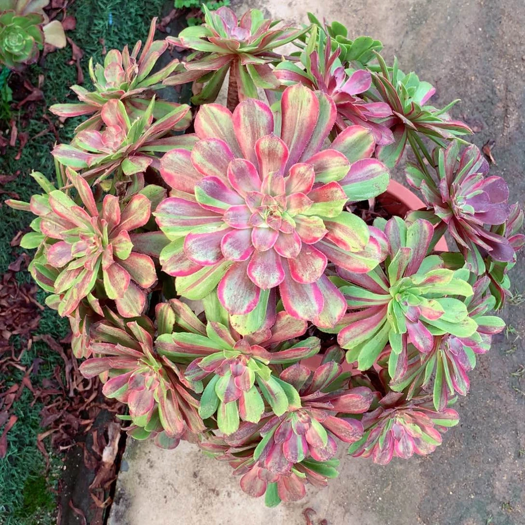 花脸粉黛，多肉植物