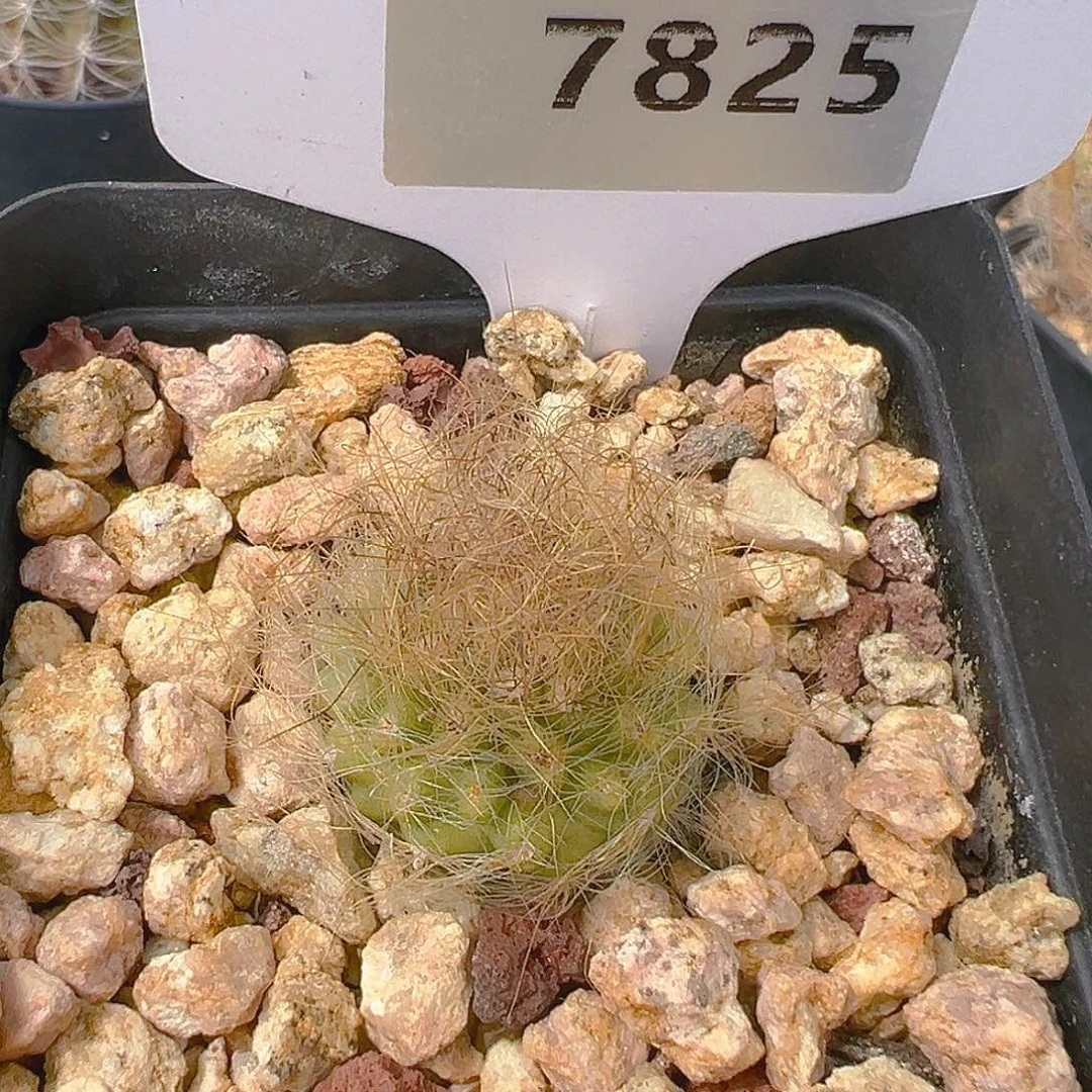 陪***浪7825混乱玉实生裸根发
