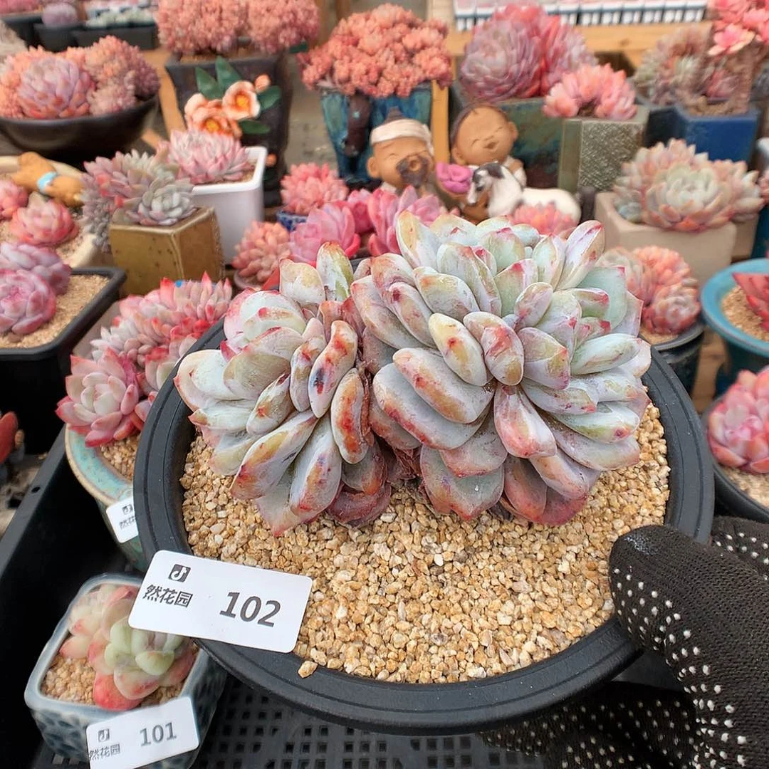 *️****102梦露石化多肉植物