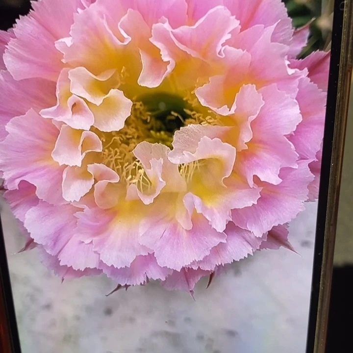 彩草妩媚侧芽4公分左右