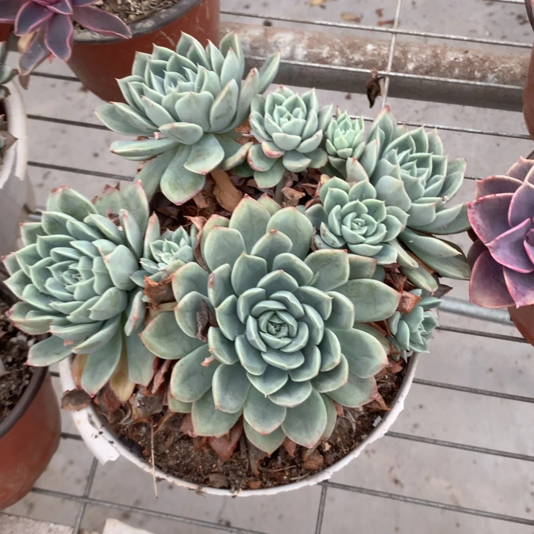 c****g月亮仙子多肉植物