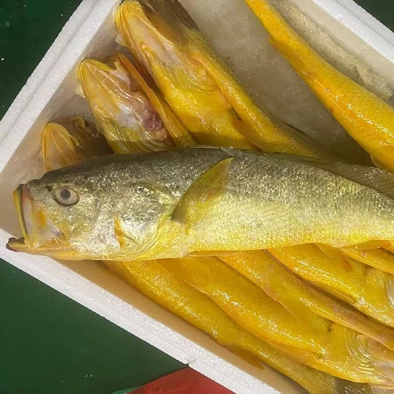 【张大庆专属】新鲜大黄鱼黄花鱼肉质鲜嫩