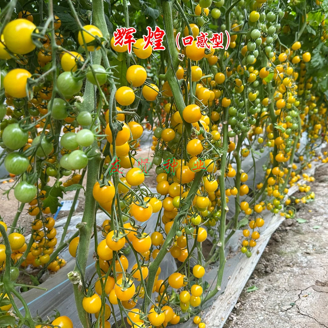 辉煌高糖小番茄种子樱桃西红柿种子正圆耐裂高产包邮
