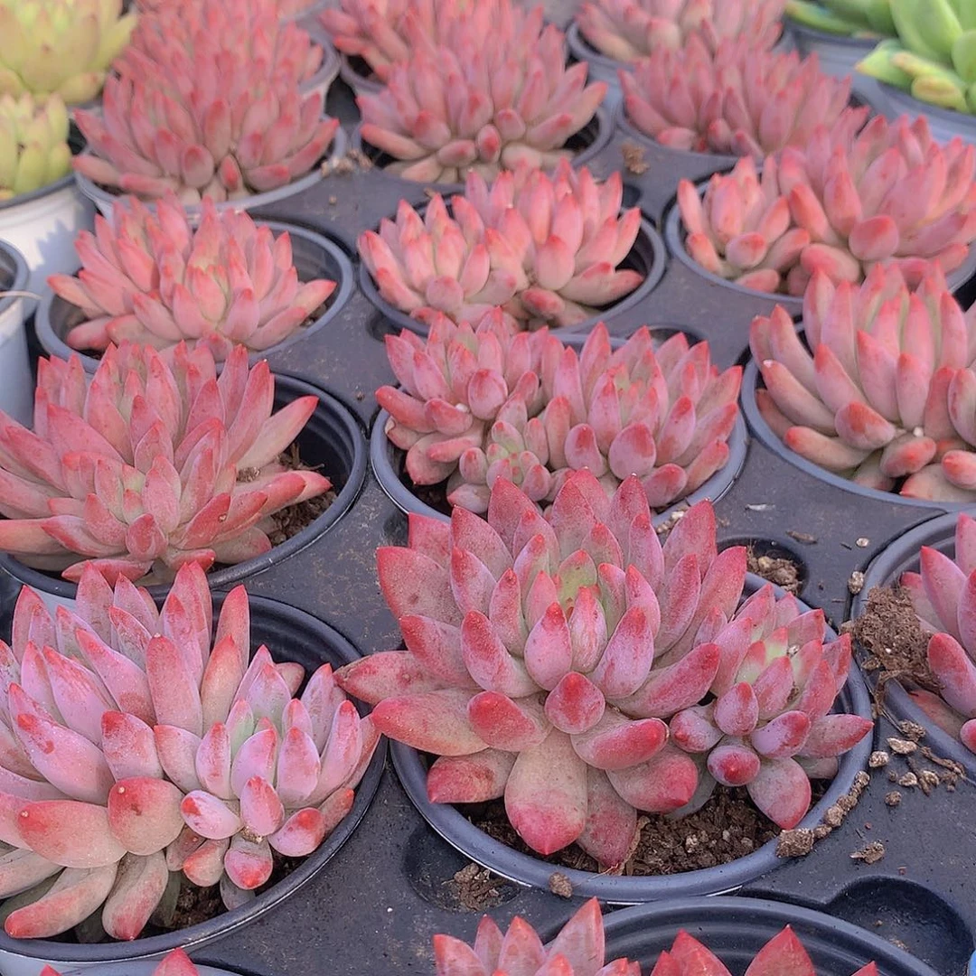 双头红体虞美人2456788999