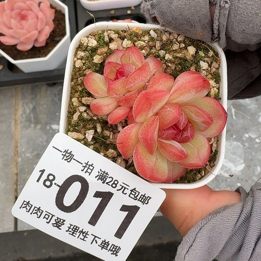 琴心无盆土发货无