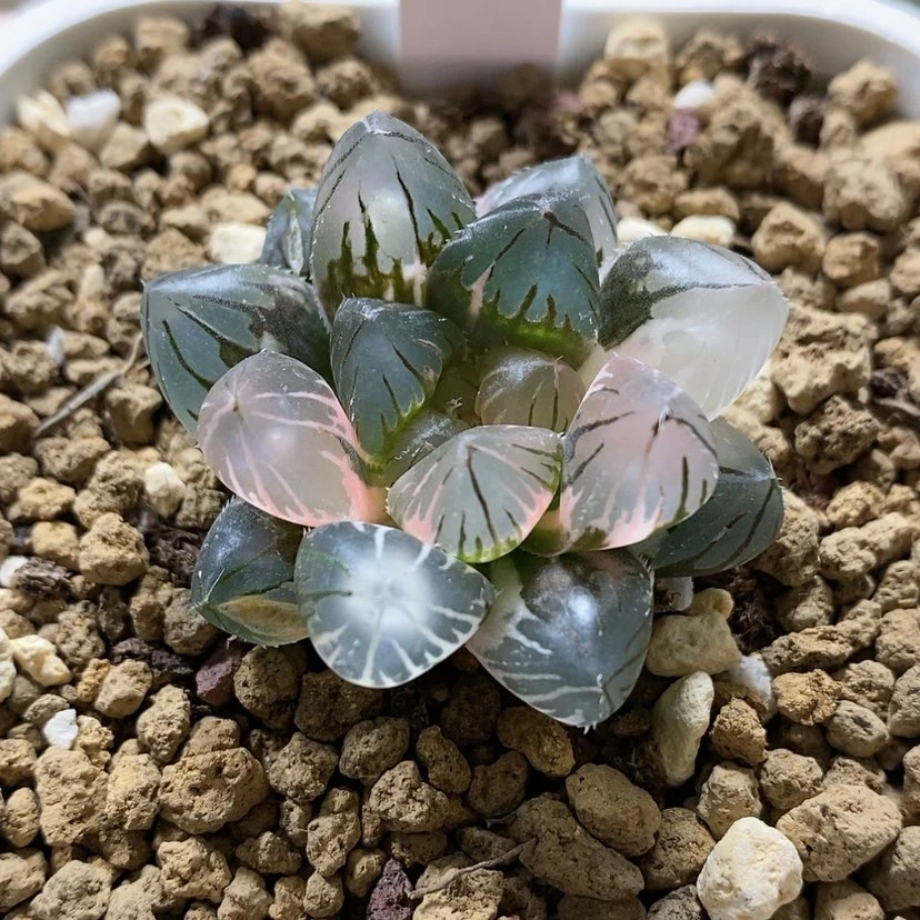 【闪购商品】89龙爪