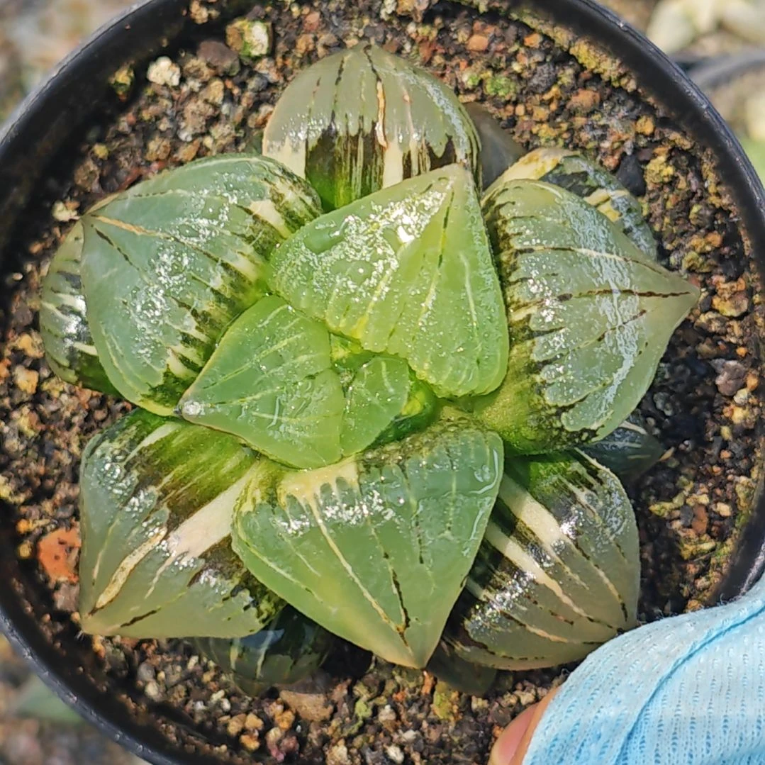 红文寿锦多肉植物原盆土
