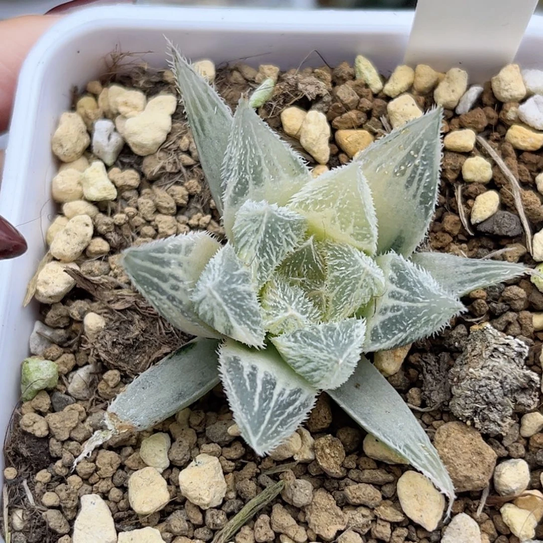 54糊斑绘卷锦福利专场