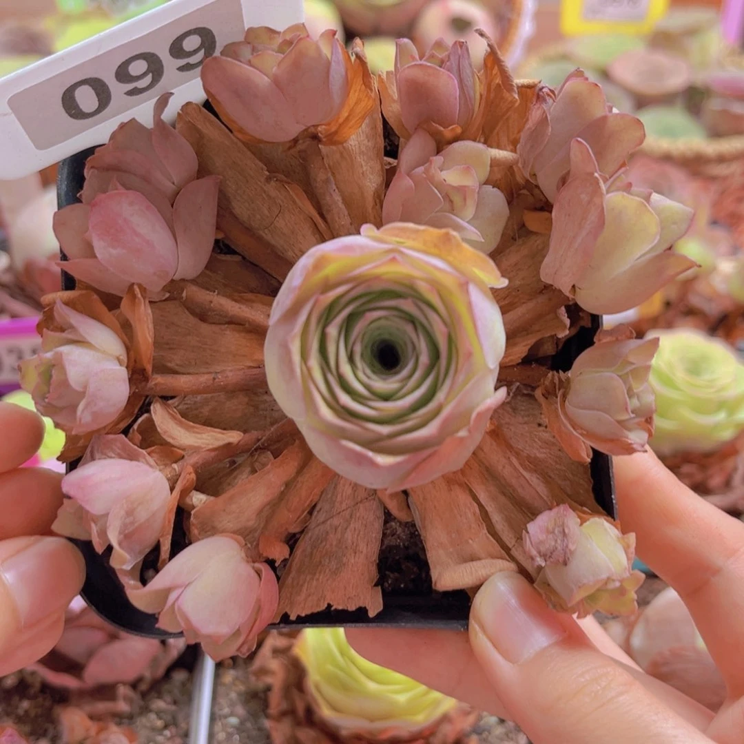 099山地玫瑰粉色