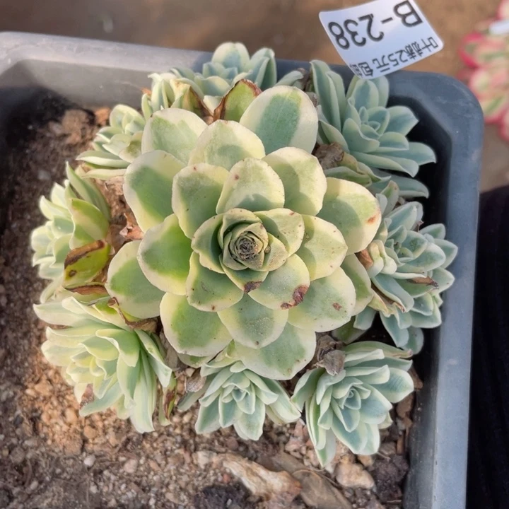 238山地玫瑰锦多肉12345678