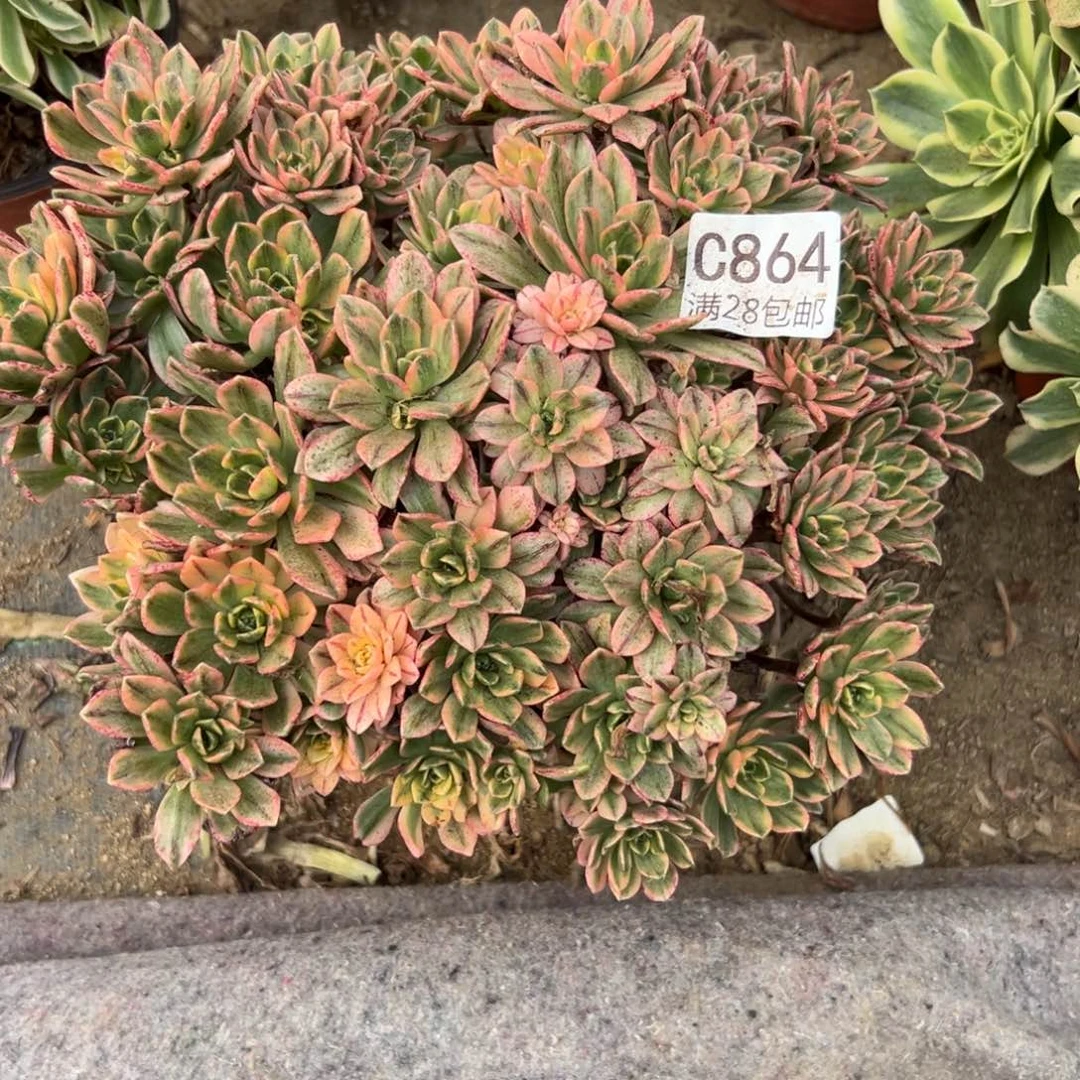 864多肉   甜茶        