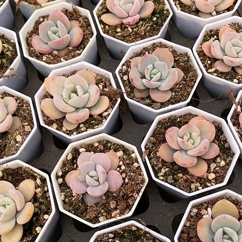 奶茶福利3盆9.9999999999