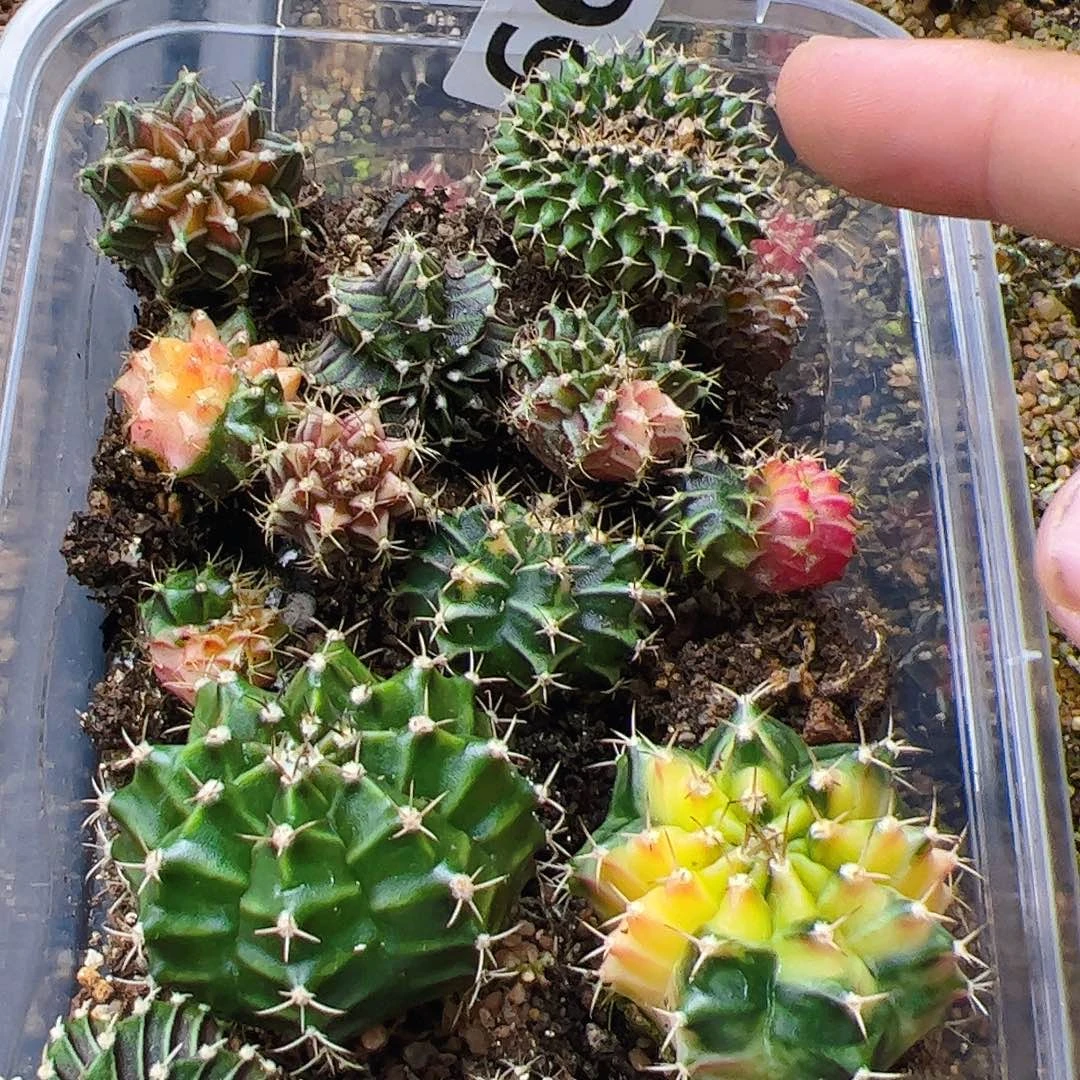 当前无花栽培后可以开花662