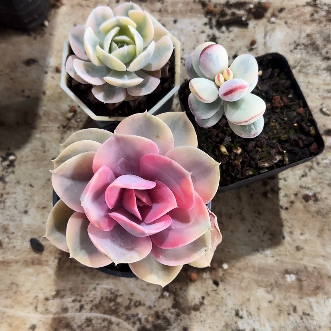 三颗多肉组合多肉