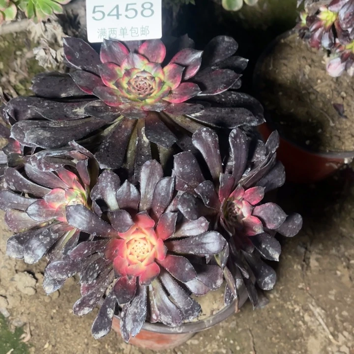 5458烟花的人多肉的