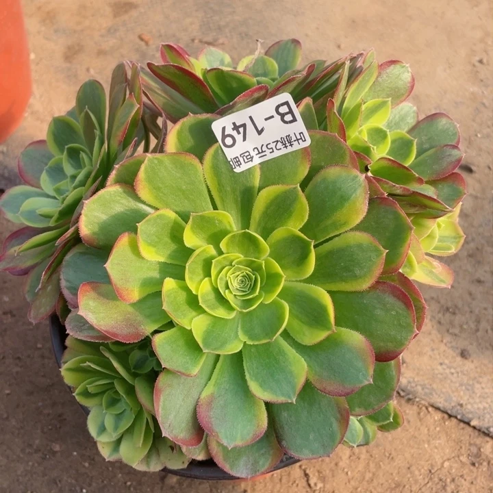 149万奶白多肉12345678