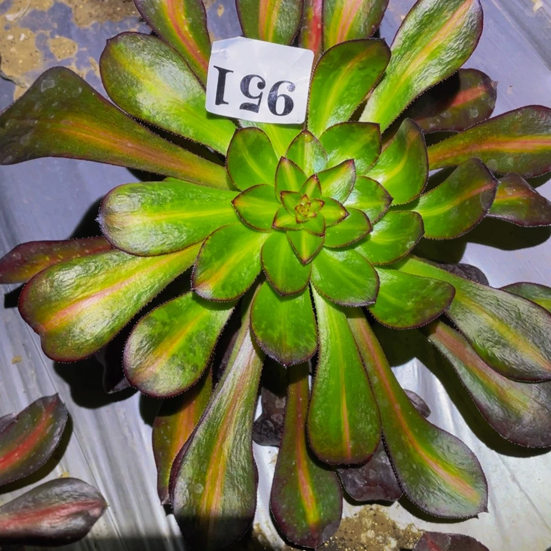 晚霞多肉多肉植物951