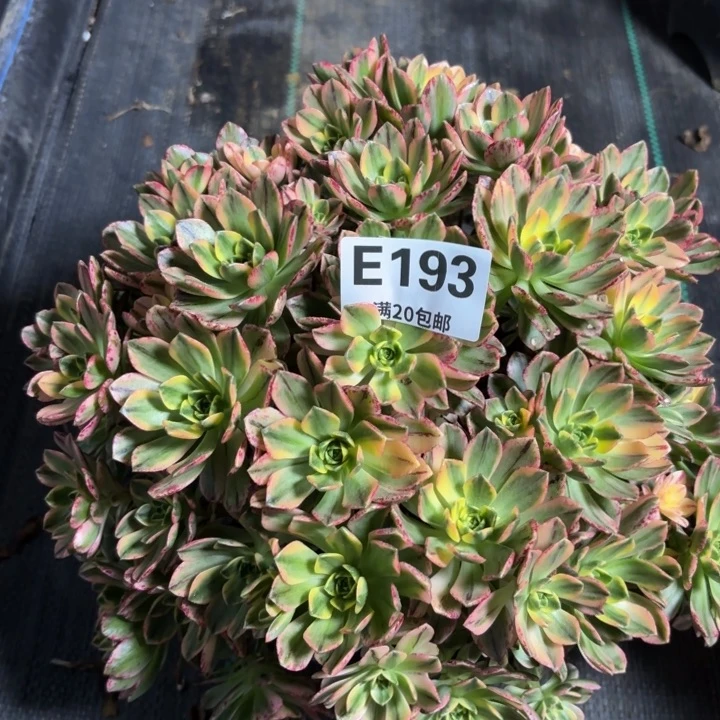 瑞妈一物一拍193