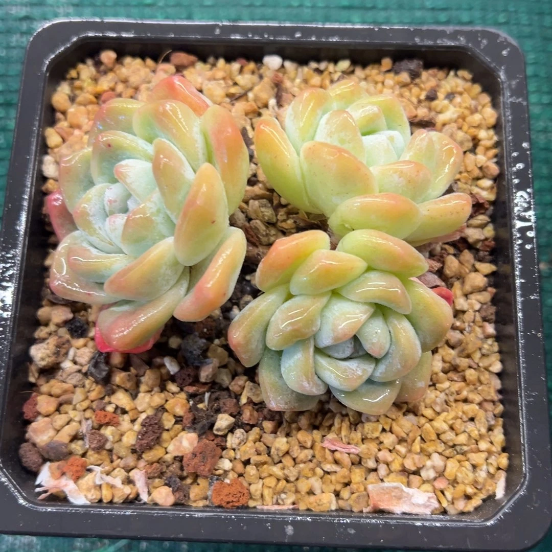 冰玉，，，，，，，，，，，，，