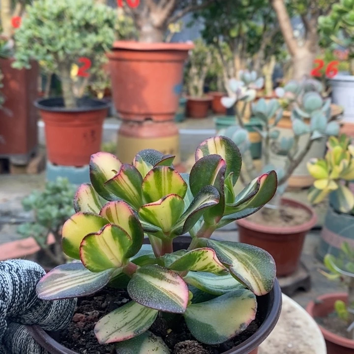 卷叶中班锦一物一拍