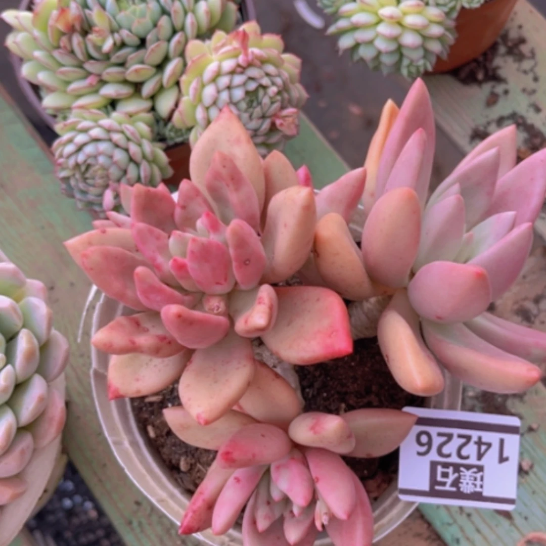 【闪购商品】桃花源14226