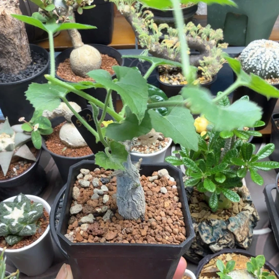 冰丝葫芦532仙人球块根植物