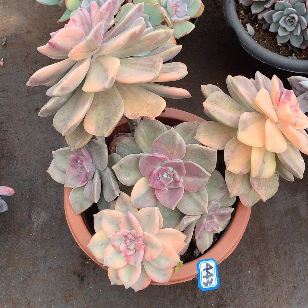 443紫乐锦 一物一拍多肉