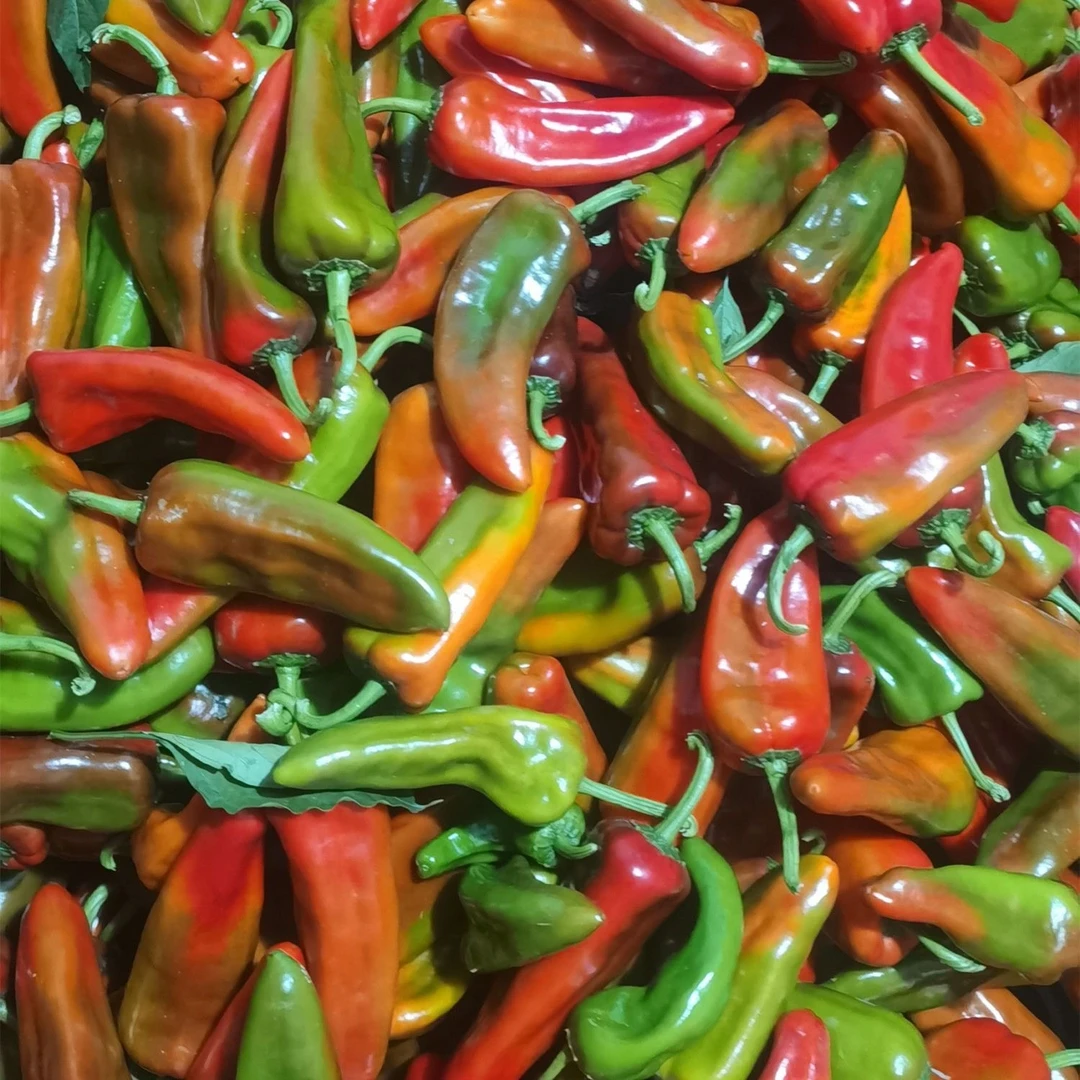 现摘现发新鲜花辣椒微辣牛角椒红辣椒青辣椒农家自种虎皮炒菜大椒