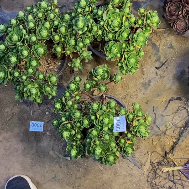 銀***?3盆多肉断头不包1503