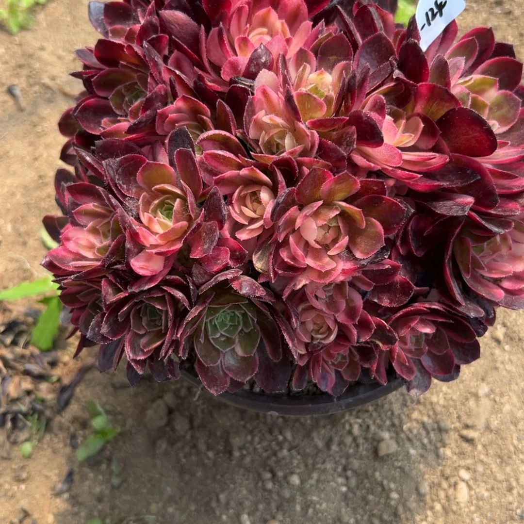124黑魔锦多肉植物系