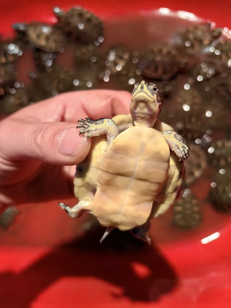 抖音直播选龟专拍链接