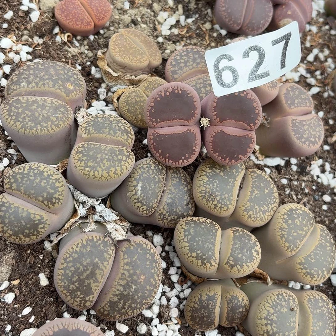 生石花一物一拍627