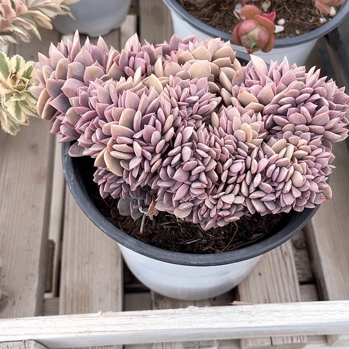 喜**降黛比缀化带盆发货