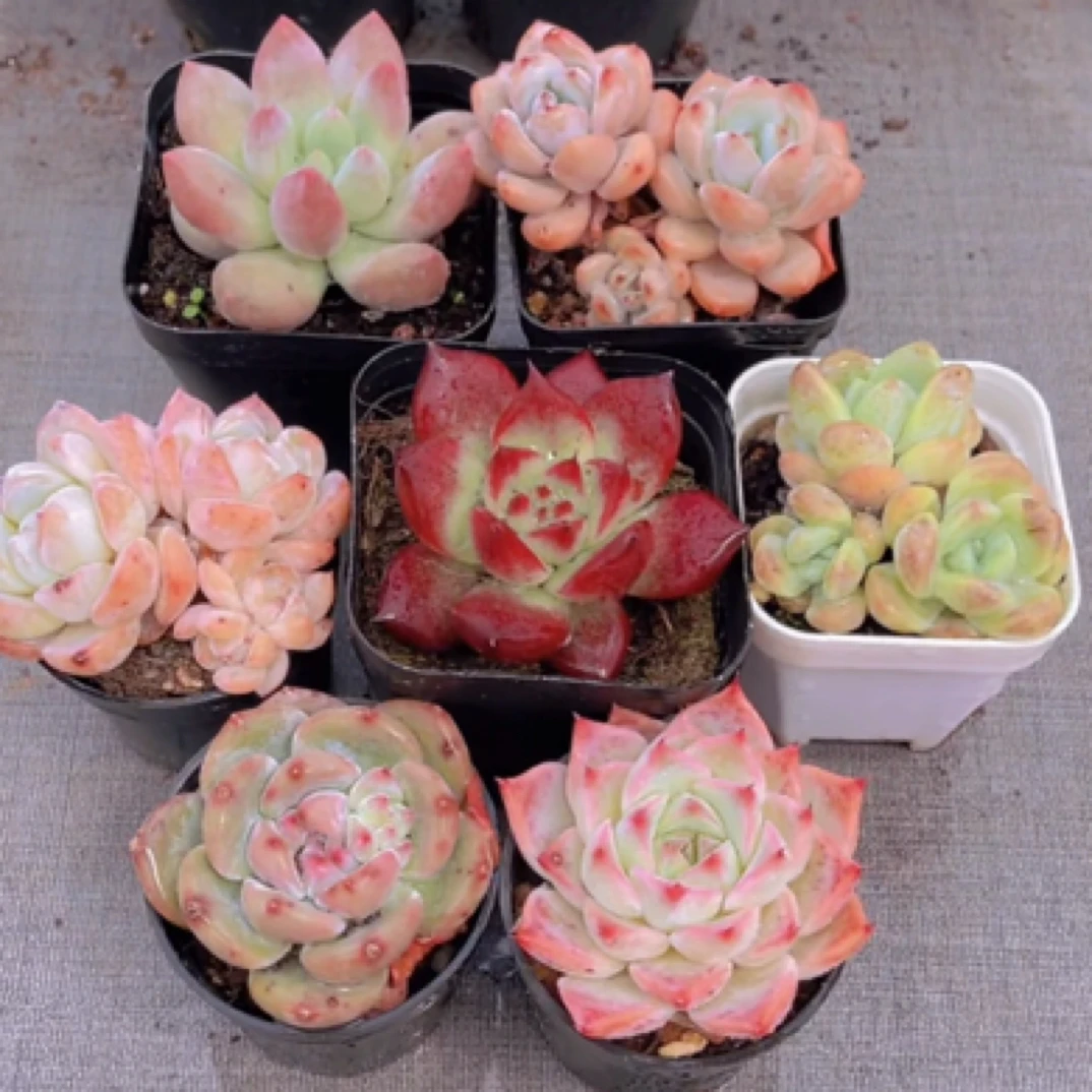 【满9.9包邮】七仙女套餐带盆土7盆4-5cm多肉植物以直播间展示为主