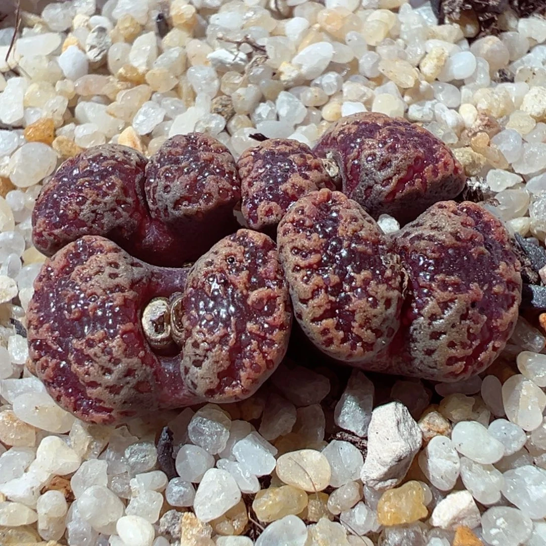 1228-214多肉多肉