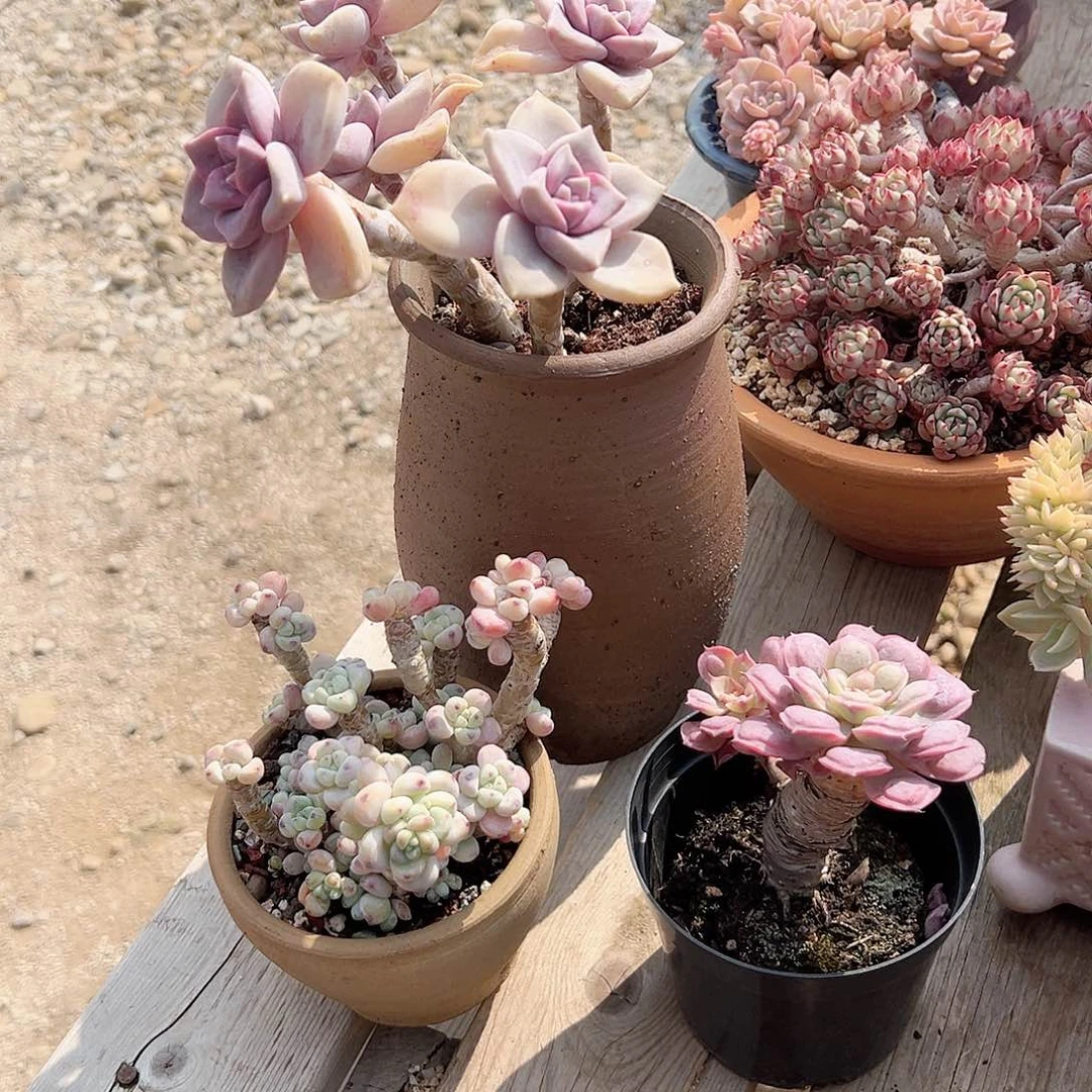 丽*紫乐，劳尔，雨滴多肉植物脱土