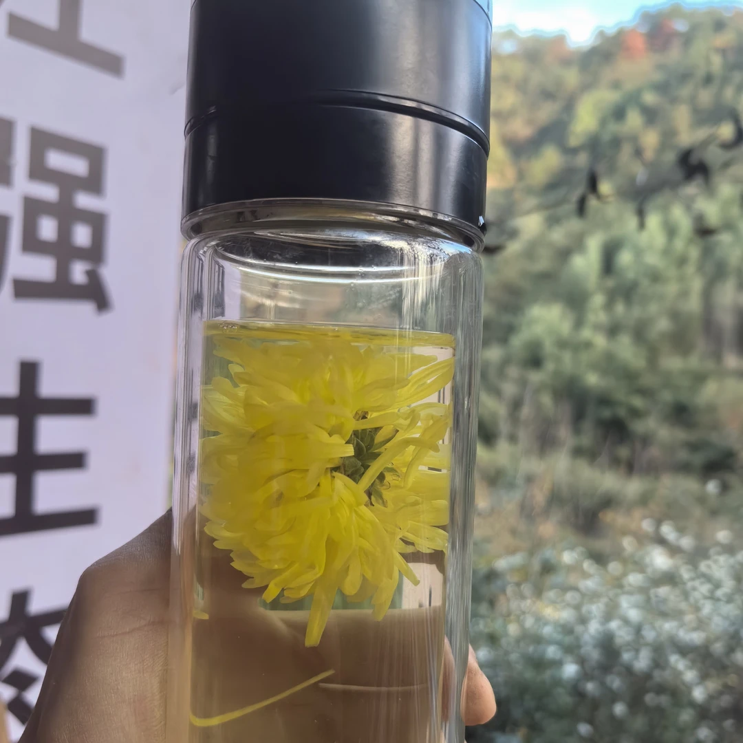山居江强2025正宗黄山无硫金丝皇菊花（每罐15克15朵左右）一朵一杯
