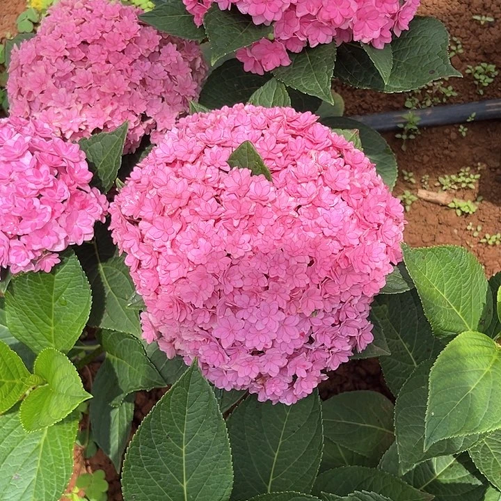 绣球基地现采K132（多）