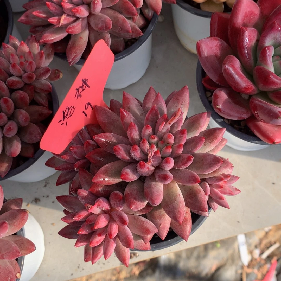 虞美人62727272727272