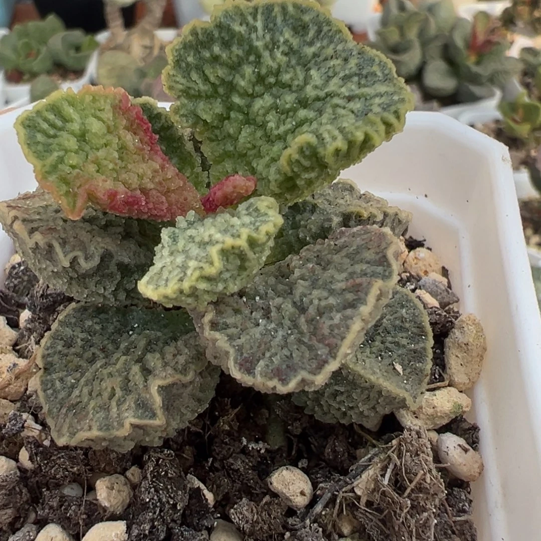 红玫瑰单头纯木质桩多肉植物