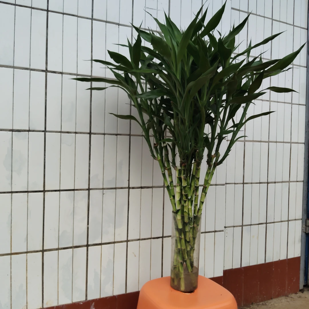 富贵竹水培植物客厅摆设节节高绿植盆栽室内花卉
