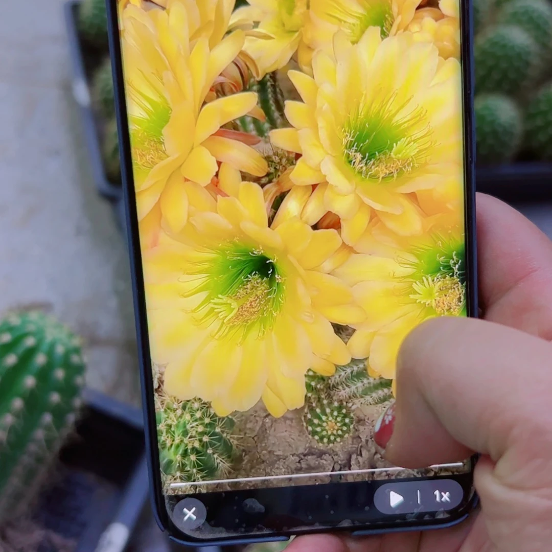 下5毛绿眼睛根歪斑点8公分左右脱土发货20包邮