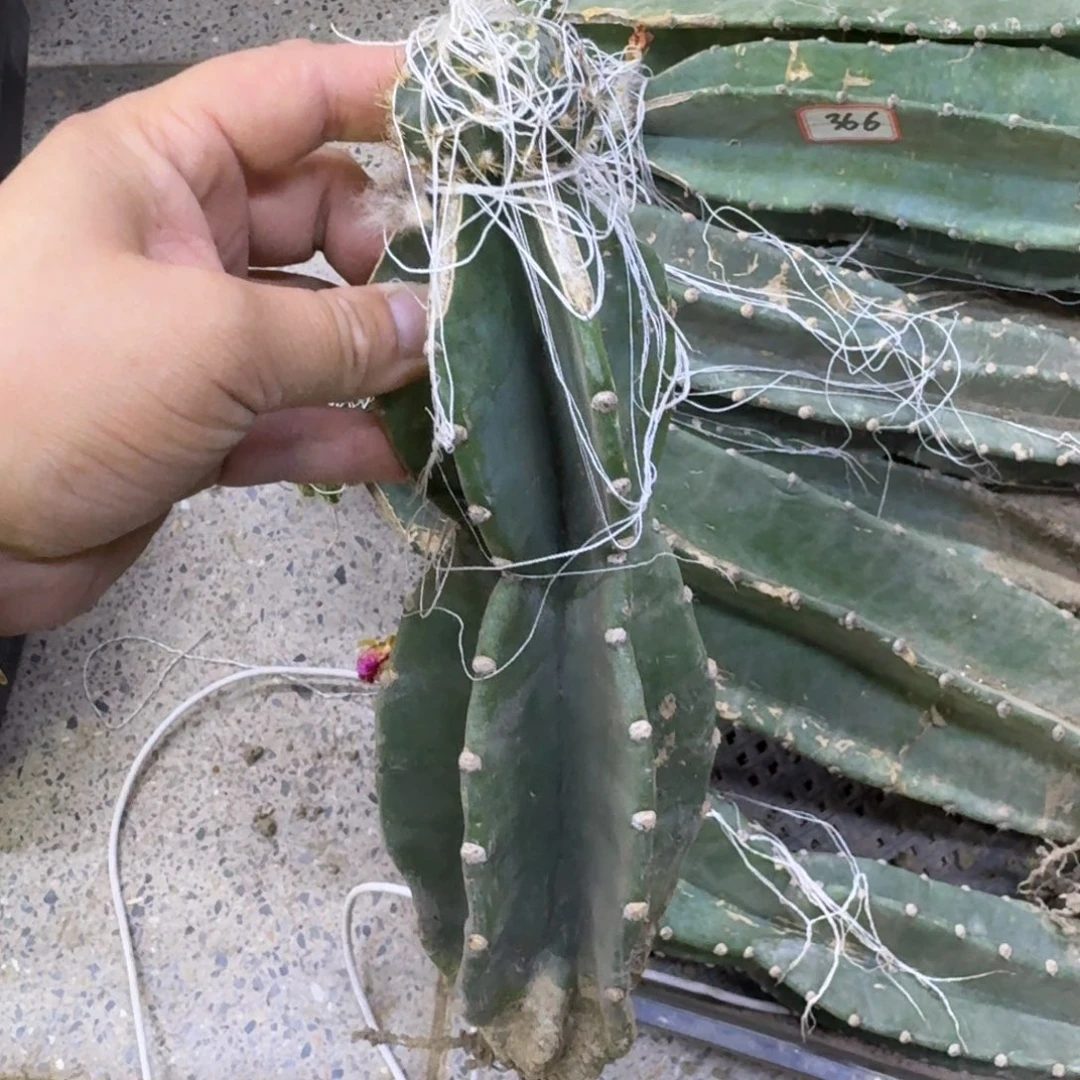 量天尺嫁接荷花脱土发货软，斑掰花不好