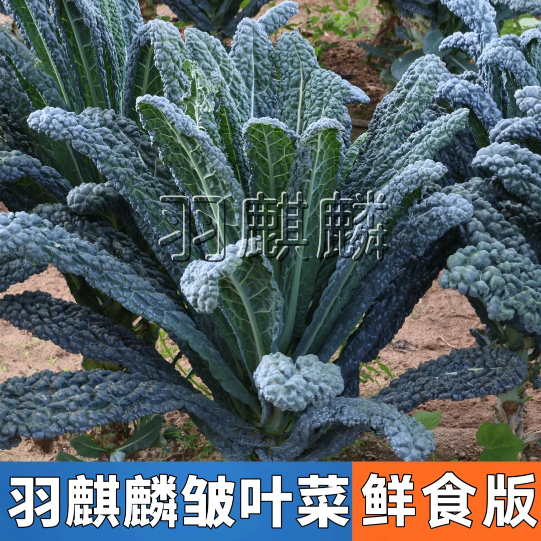 进口羽麒麟皱3号皱叶菜苗 基地品质鲜食口感皱叶菜阳台小院盆地栽