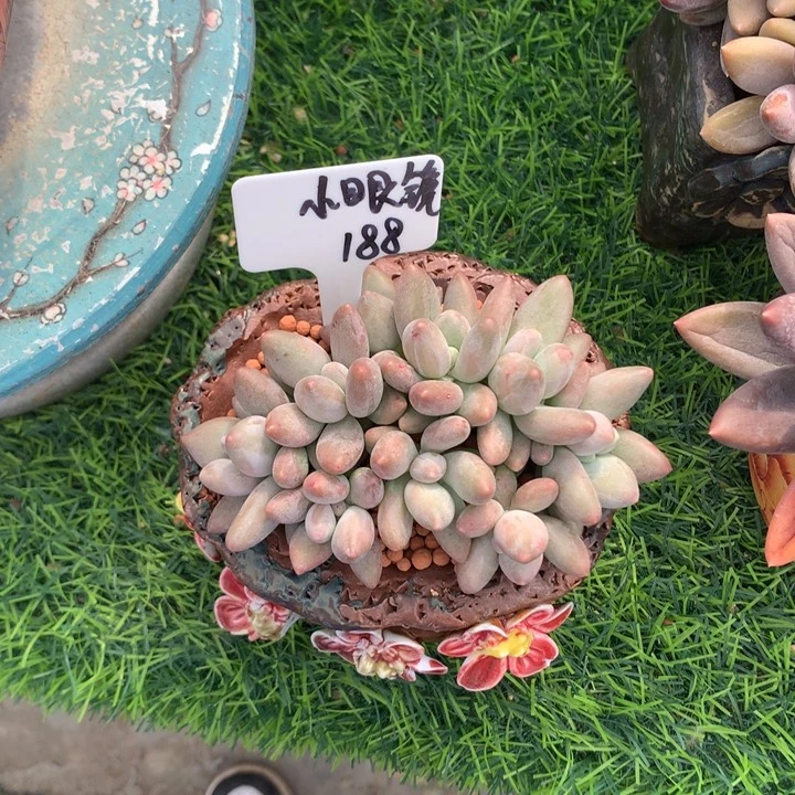 企鹅小群朵朵发货