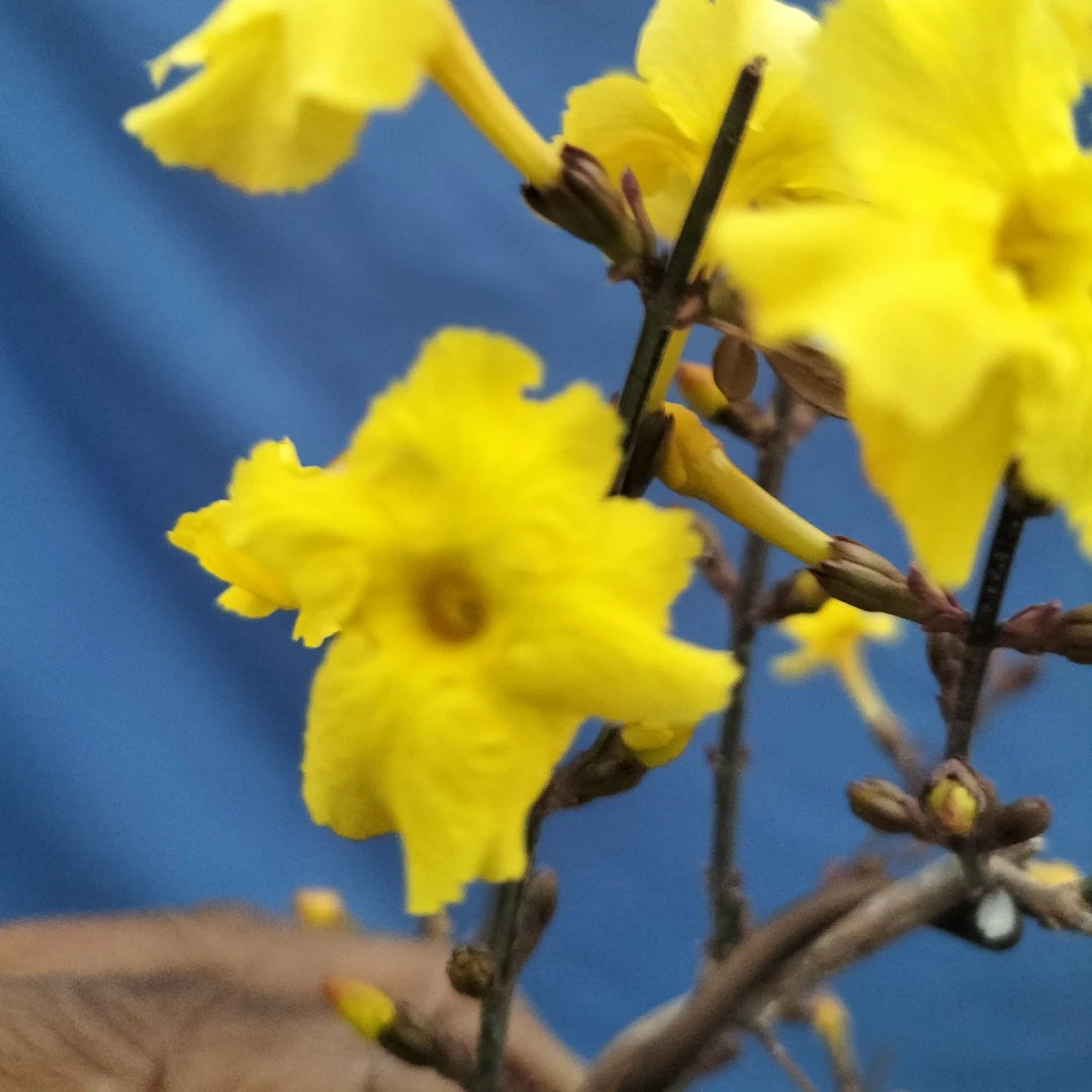 正宗虎蹄迎春花，
