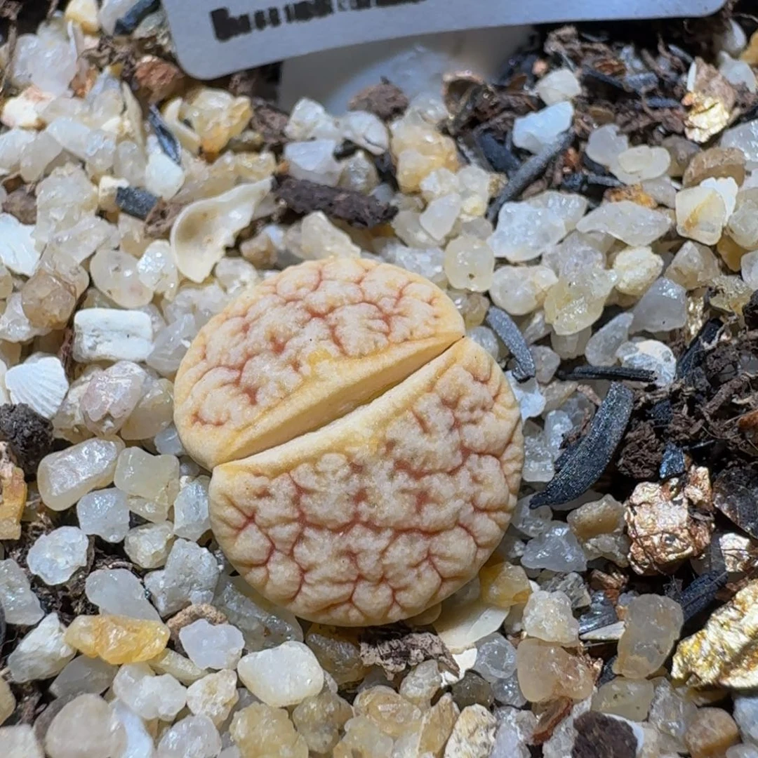 zzzz生石花肉锥1317