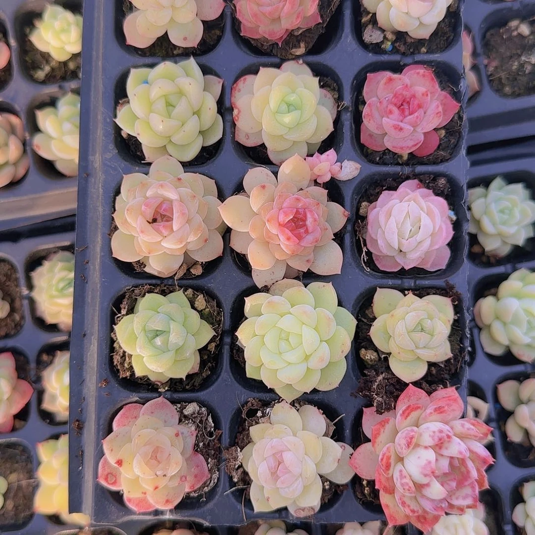 直播一物一拍多肉31