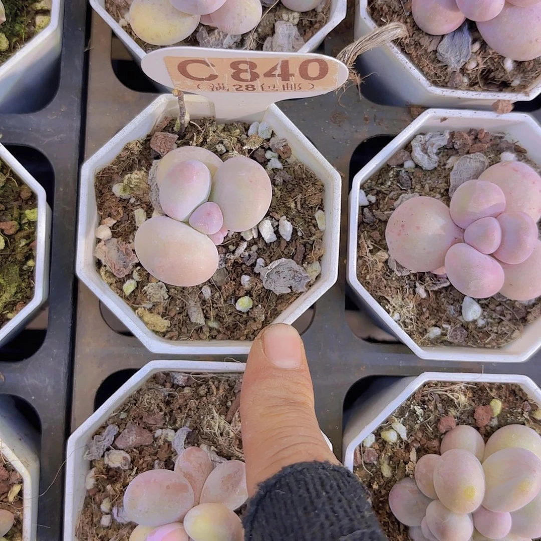 C840奶酪一物语拍